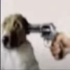 Shitpost (18) 30