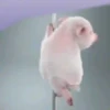 ANIMALITOS 30