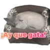 ¡Ay que gata!