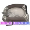 PAZ
HOLA HUMANO