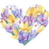 Crocus Flowers 5