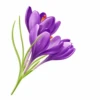 Crocus Flowers 6