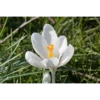 Crocus Flowers 7