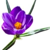 Crocus Flowers 8