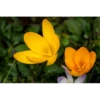 Crocus Flowers 10