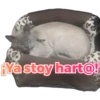 PEL
¡Ya stoy hart@!