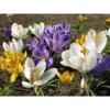 Crocus Flowers 11