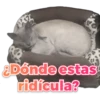 14
¿Dónde estas
ridícula?