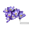 Crocus Flowers 12