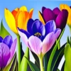 Crocus Flowers 13