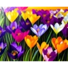 Crocus Flowers 14