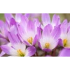 Crocus Flowers 15