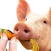 PAL