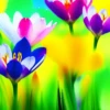 Crocus Flowers 16