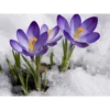 Crocus Flowers 17
