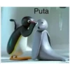 pingu i random 11
