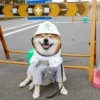 Dog , By 5