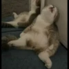 fav kucing 5
