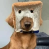 Dog , By 6