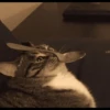 Kucing meme 5