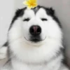 Dog , By 7