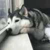 Dog , By 8
