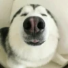 Dog , By 9