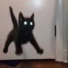 Kucing meme 6