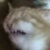fav kucing 7