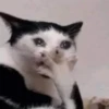 Kucing meme 7