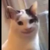 fav kucing 8