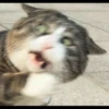 fav kucing 9