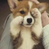 Dog , By 10