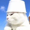 Kucing meme 8