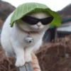Kucing meme 9