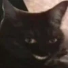 Kucing meme 10