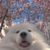 Dog , By 11