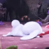 Gogool_Gif_Snowball 9