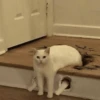 Kucing meme 11