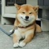 Dog , By 12