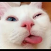 fav kucing 10