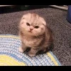 fav kucing 11