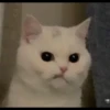 fav kucing 12