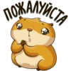 hamster_senia 16