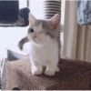 fav kucing 13