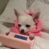 Dog , By 18