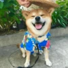 Dog , By 20
