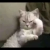 fav kucing 16