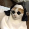 Kucing meme 13