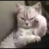 fav kucing 18